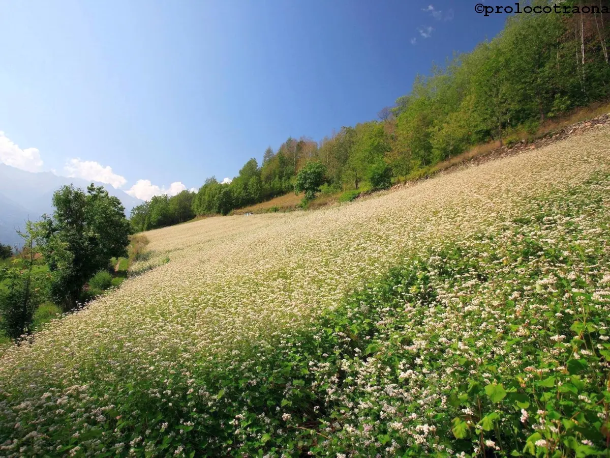 Campo di grano saraceno in fiore a Teglio.